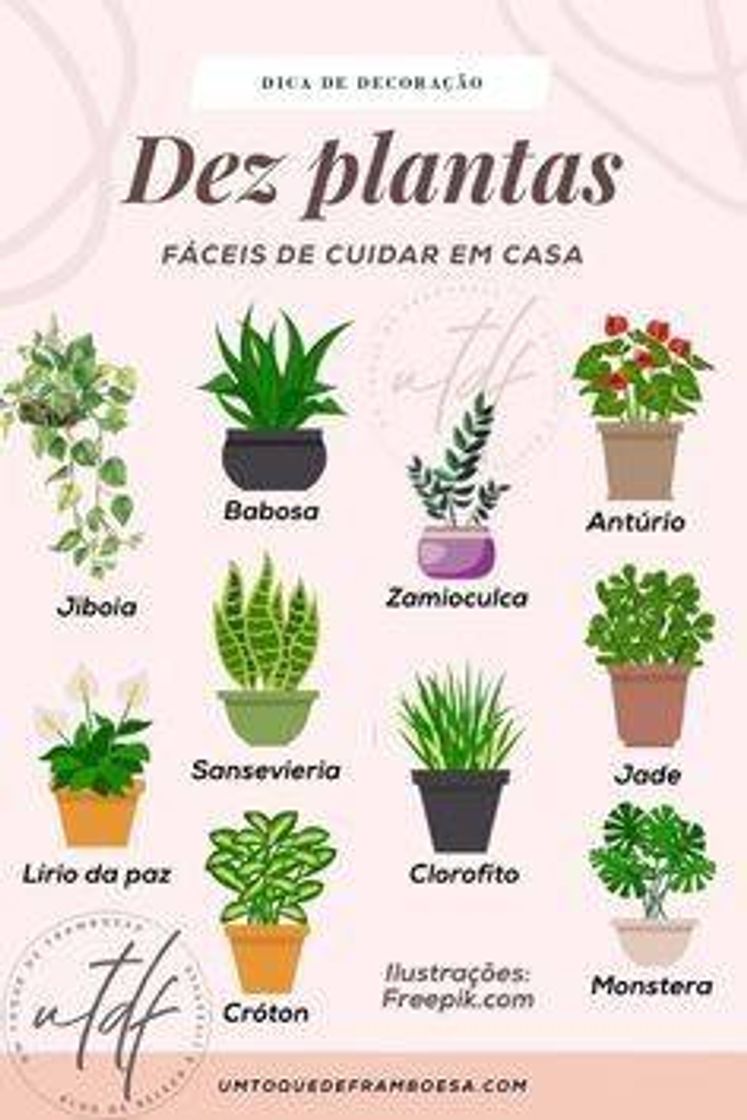 Moda Plantas