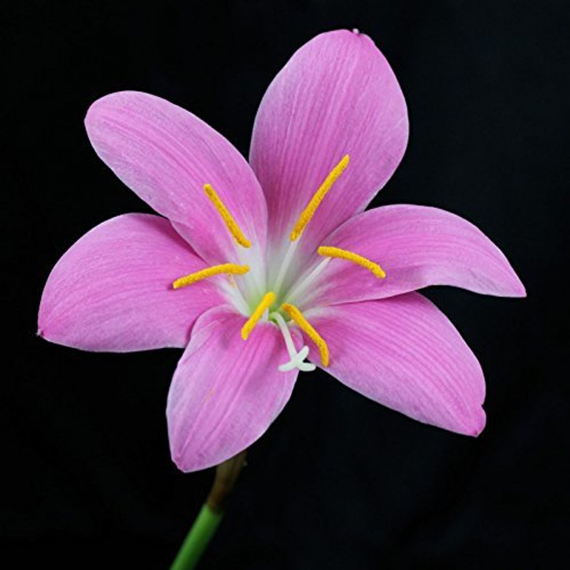 Place 20 Bulbos de Zephyranthes carinata