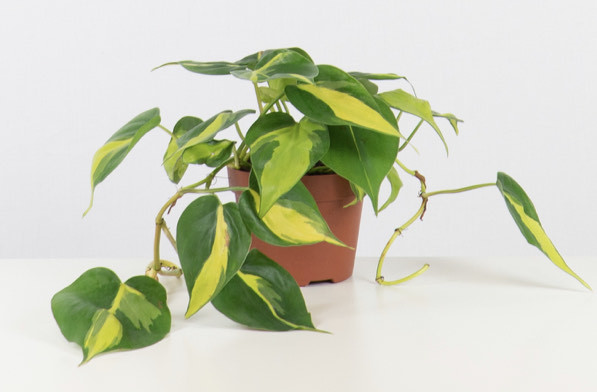 Producto Philodendron Brasil [ purificadora ]