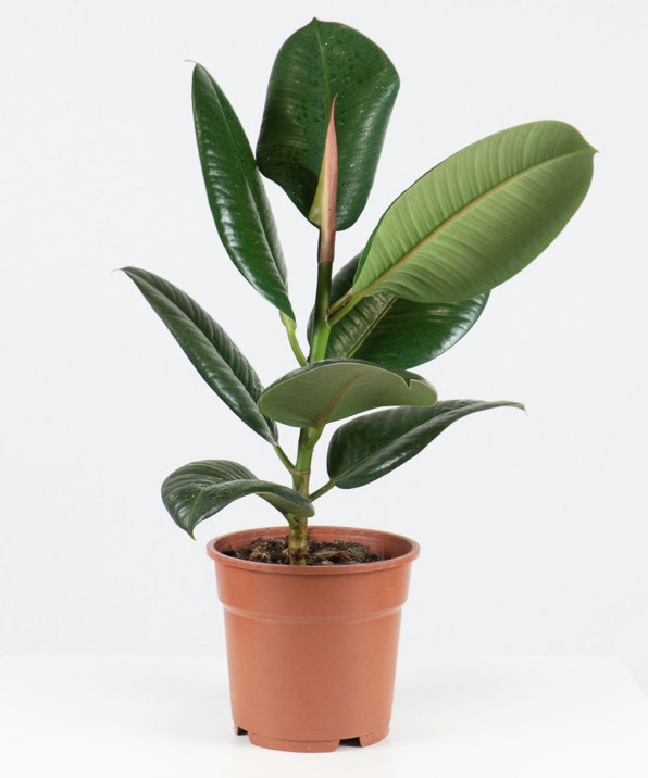 Social Ficus Elastica 