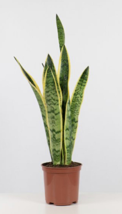 Social Sansevieria Laurentii [ purificadora ]