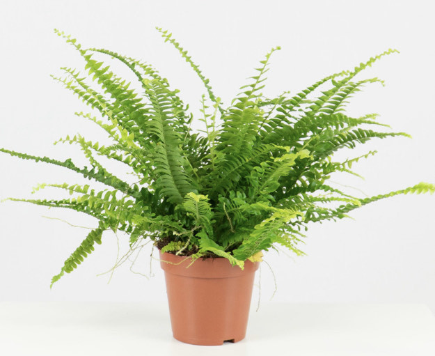 Social Nephrolepis Exaltata [ purificadora ]
