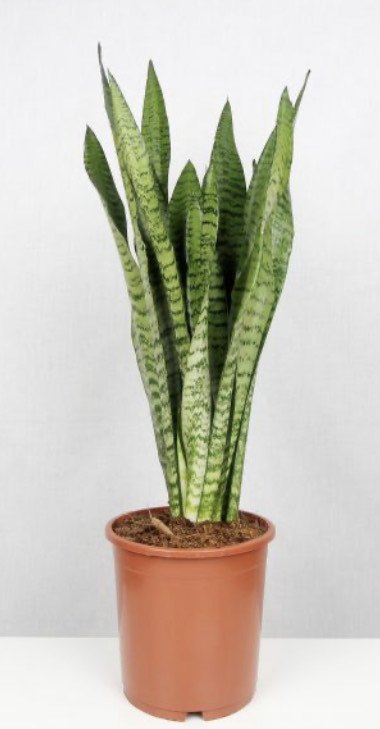 Social Sansevieria Trifasciata [ purificadora ]