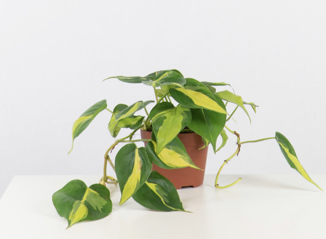 Producto Philodendron Brasil