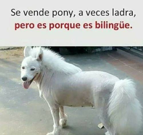 Social Barato el poni