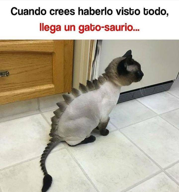 Social El gatosaurio