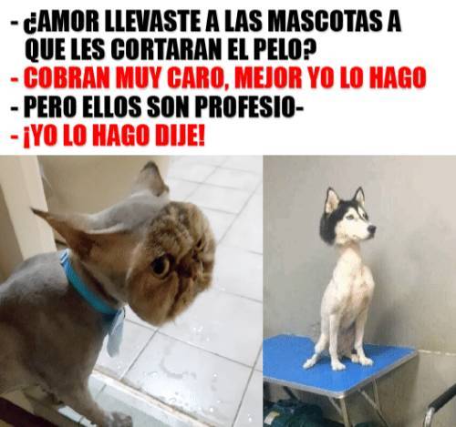 Social Corte de Pelo de mascotas