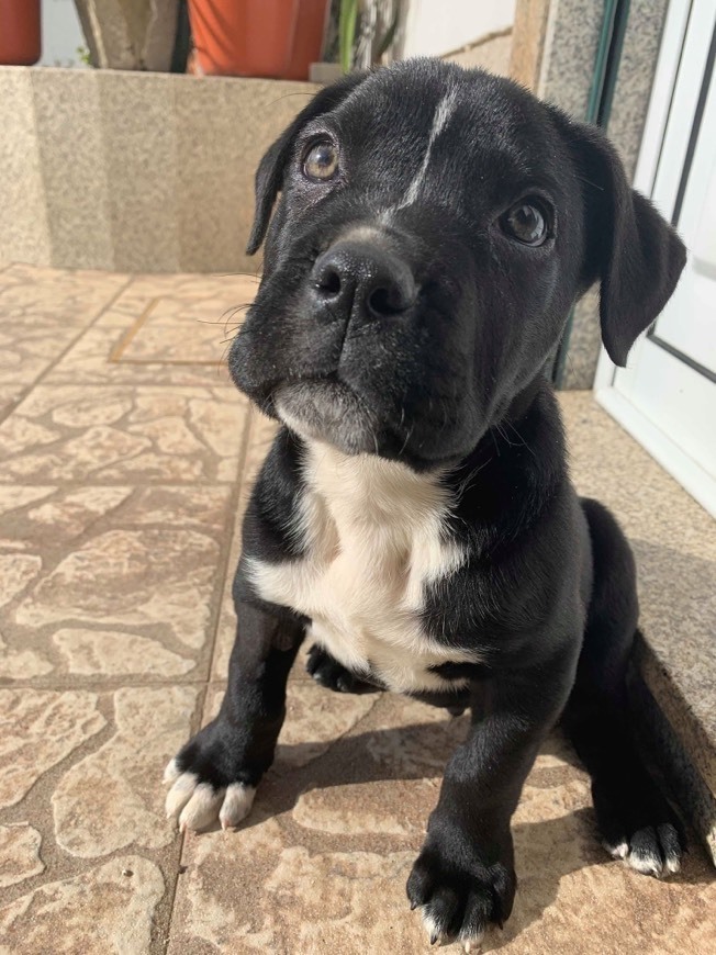 Social Cane corso