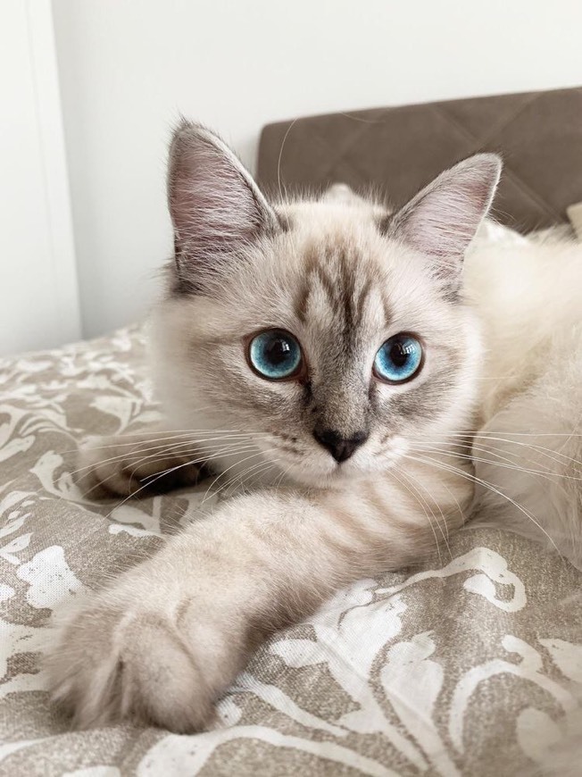 Social Cat