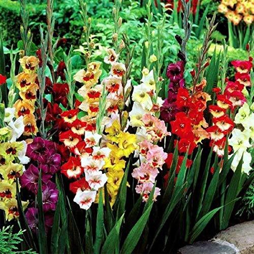 Social TOMASA Seedhouse- 50pcs mezcla de gladiolo gigante