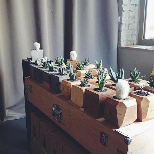 Social Succulent 