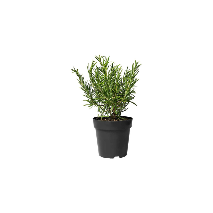 Product ROSMARINUS OFFICINALIS 15cm