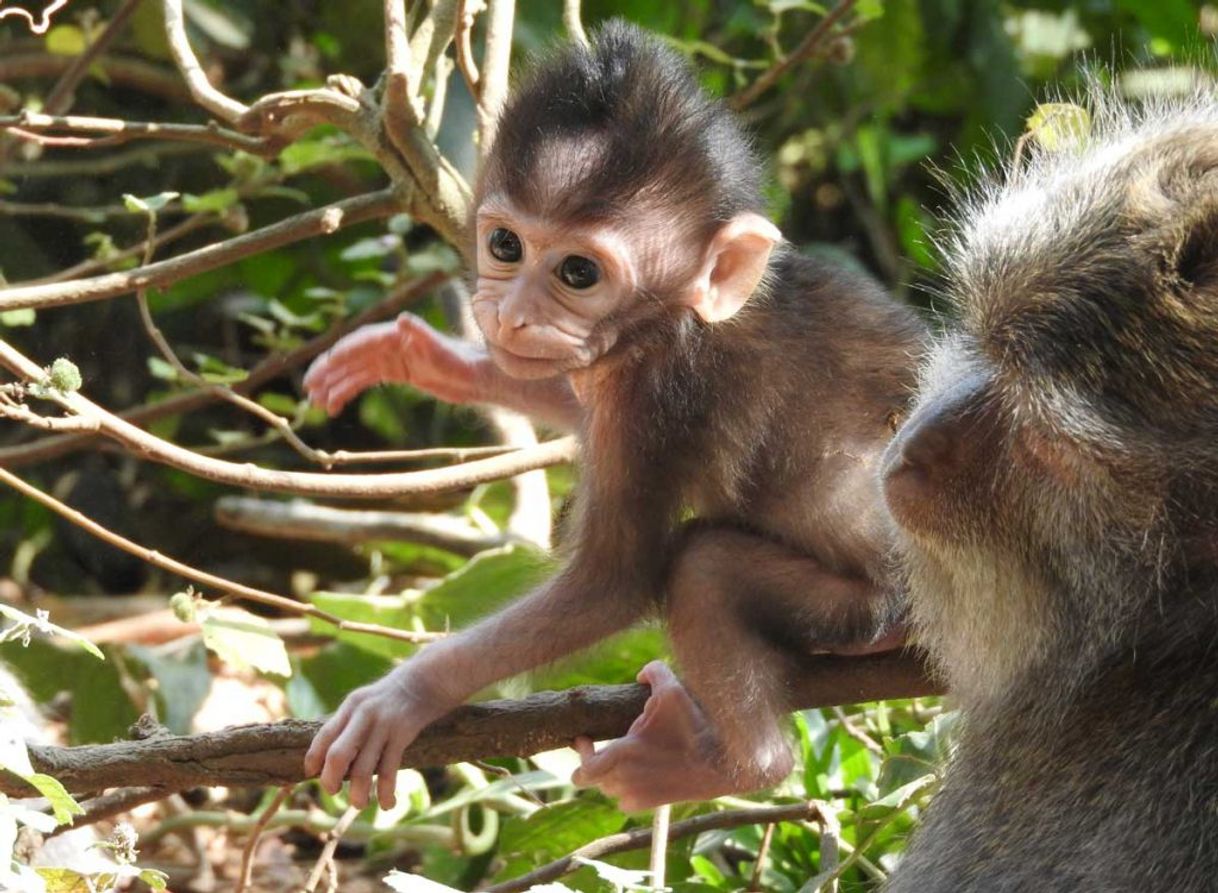 Lugar Monkey Forest