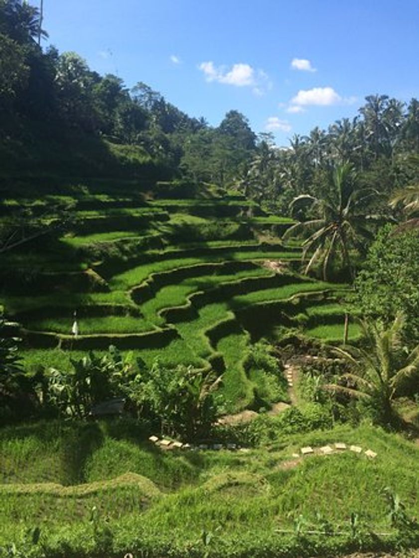Place Tegalalang