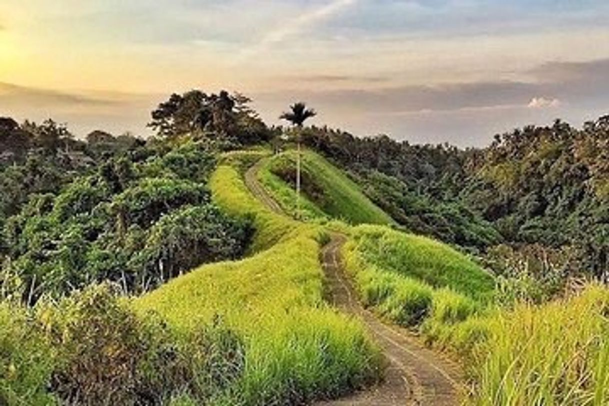Place Campuhan Ridge Walk
