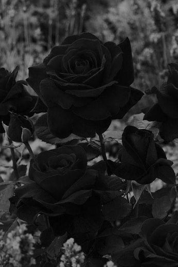 Black Roses 🌹🖤