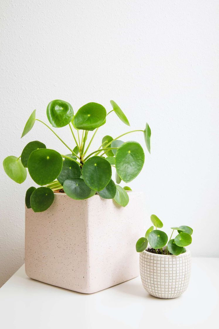 Productos Pilea