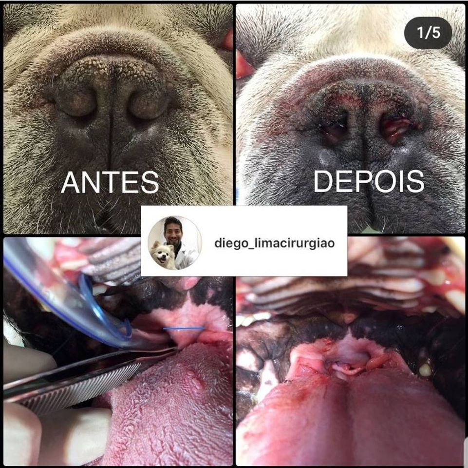 Moda Cirurgia em Pets: Síndrome do cão braquicefálico.