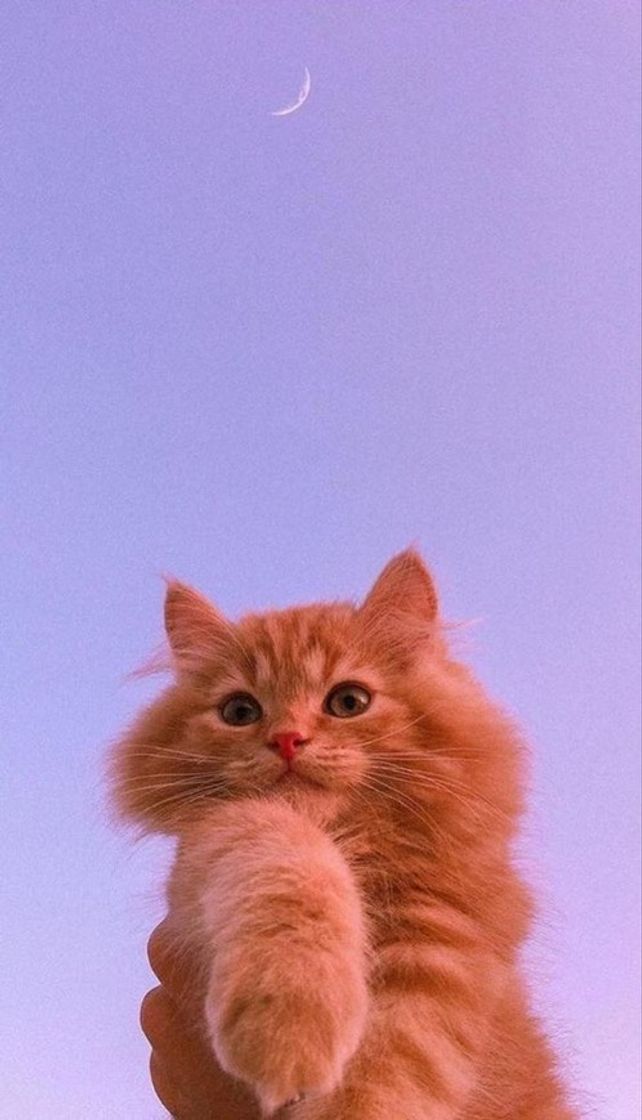 Social The cat and the moon