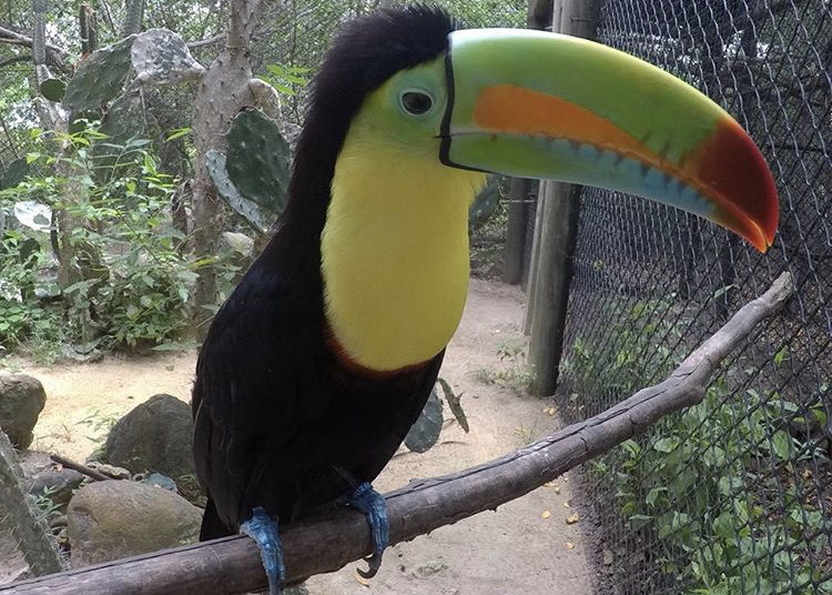 Place Aviario Nacional de Colombia