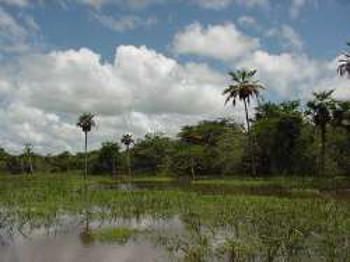 Venezuelan Llanos