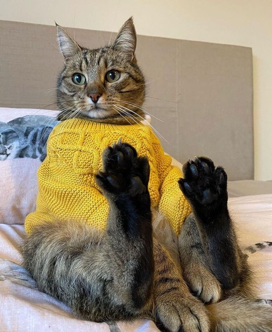 Moda Gatinho Suéter Amarelo