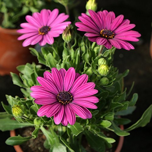 Social Dimorphoteca maceta 14cm. - Altura aprox. 25cm. - Planta viva -