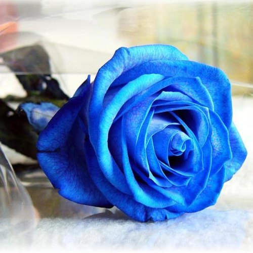 Social Bluelover 50 Piezas Azul Rosa Semillas Bricolaje Hogar Jardín DEC