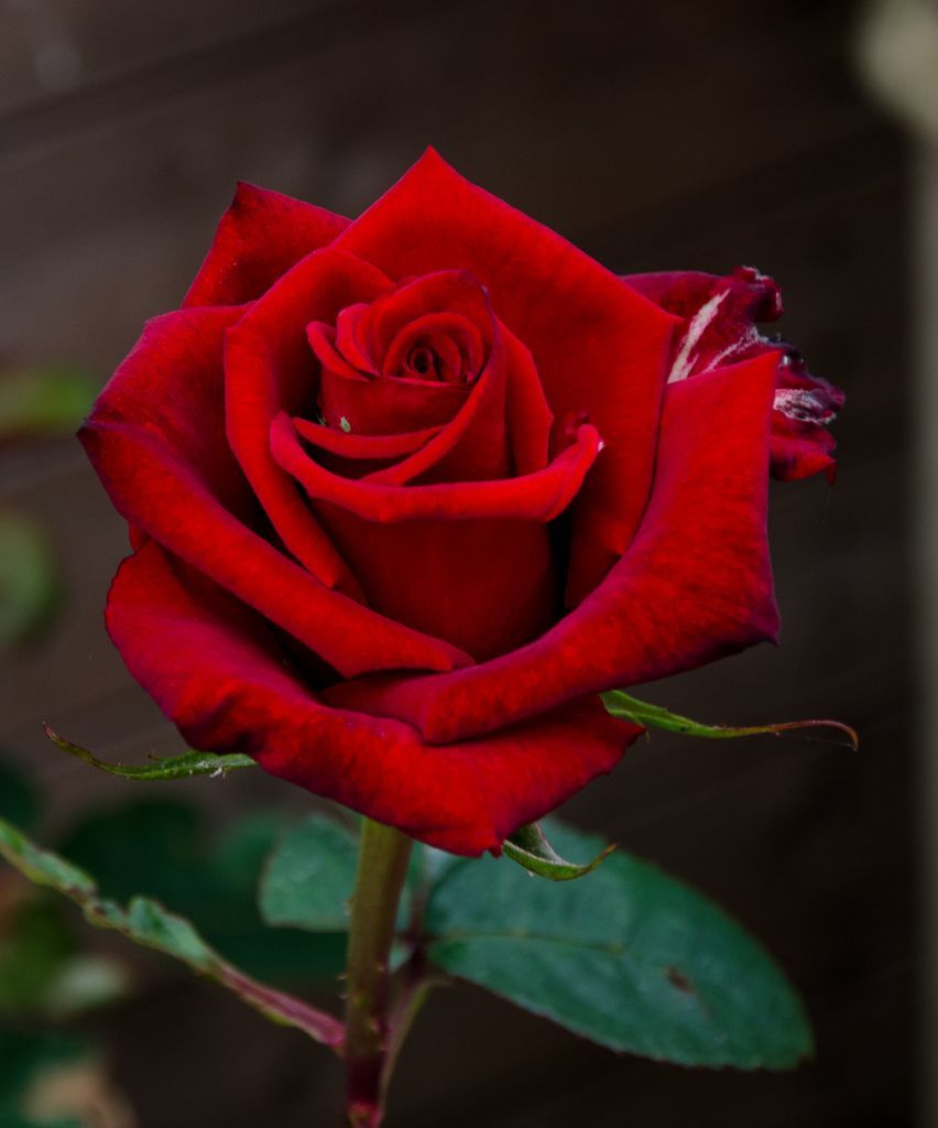 Roses