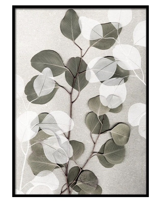 EUCALYPTUS ART NO1 POSTER
