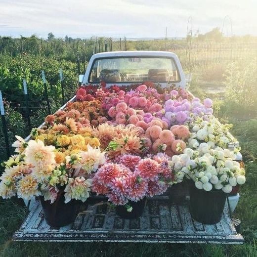 Flowers in a car 🚙 