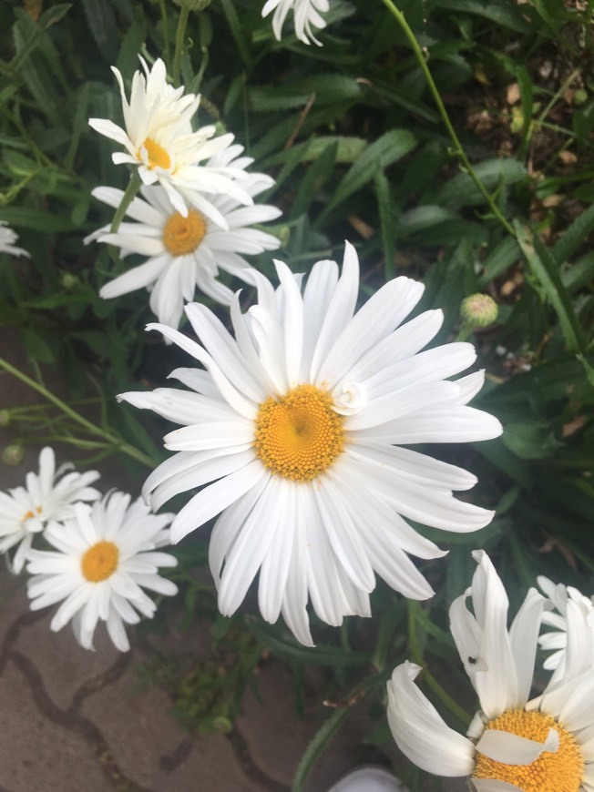 Social Flowers 💐 