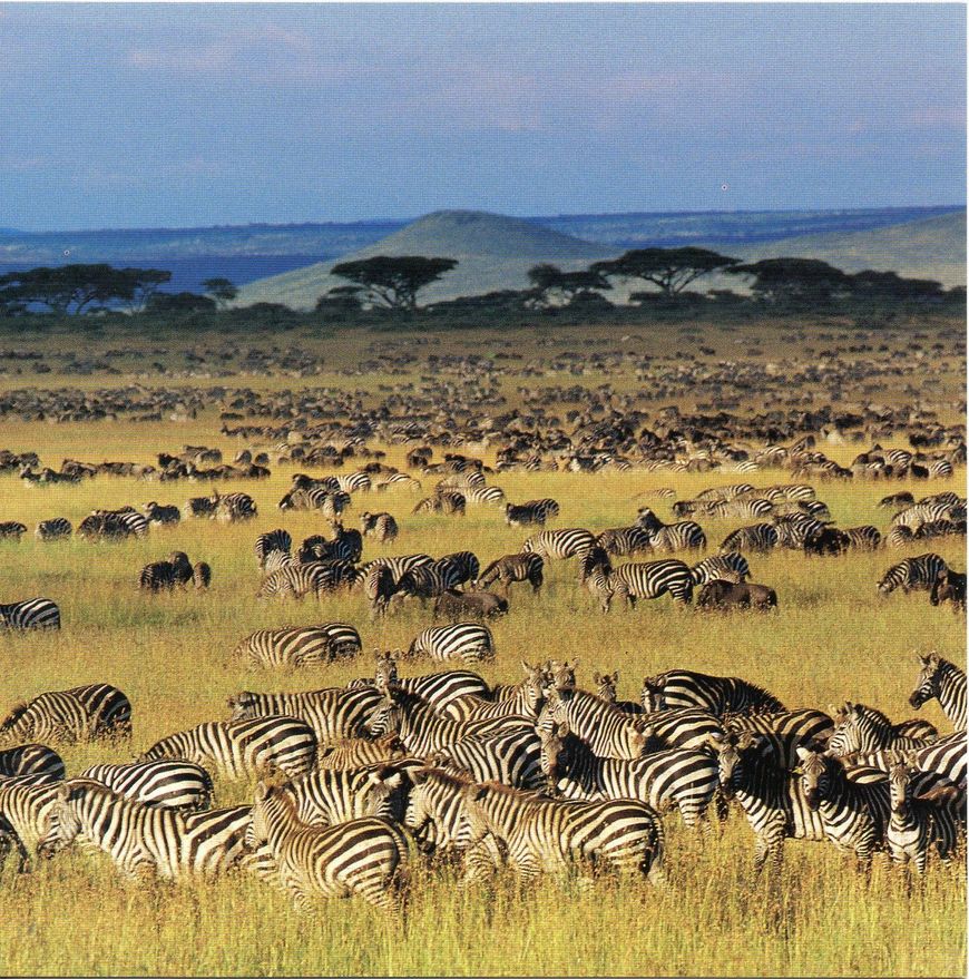 Lugar Serengeti National Park