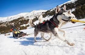 Mushing Pirineus Andorra