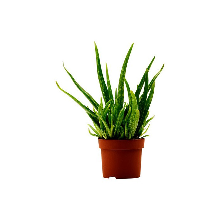 Products IKEA ALOE VERA - Planta en maceta