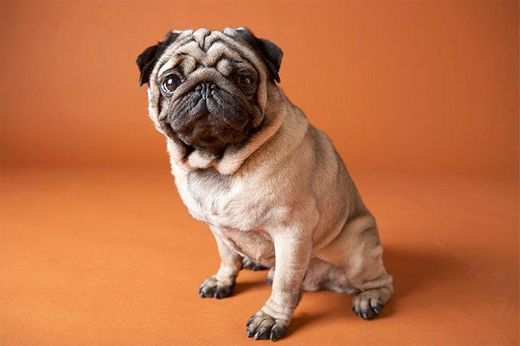 Pug: Getting Started