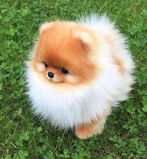 Paixão❤