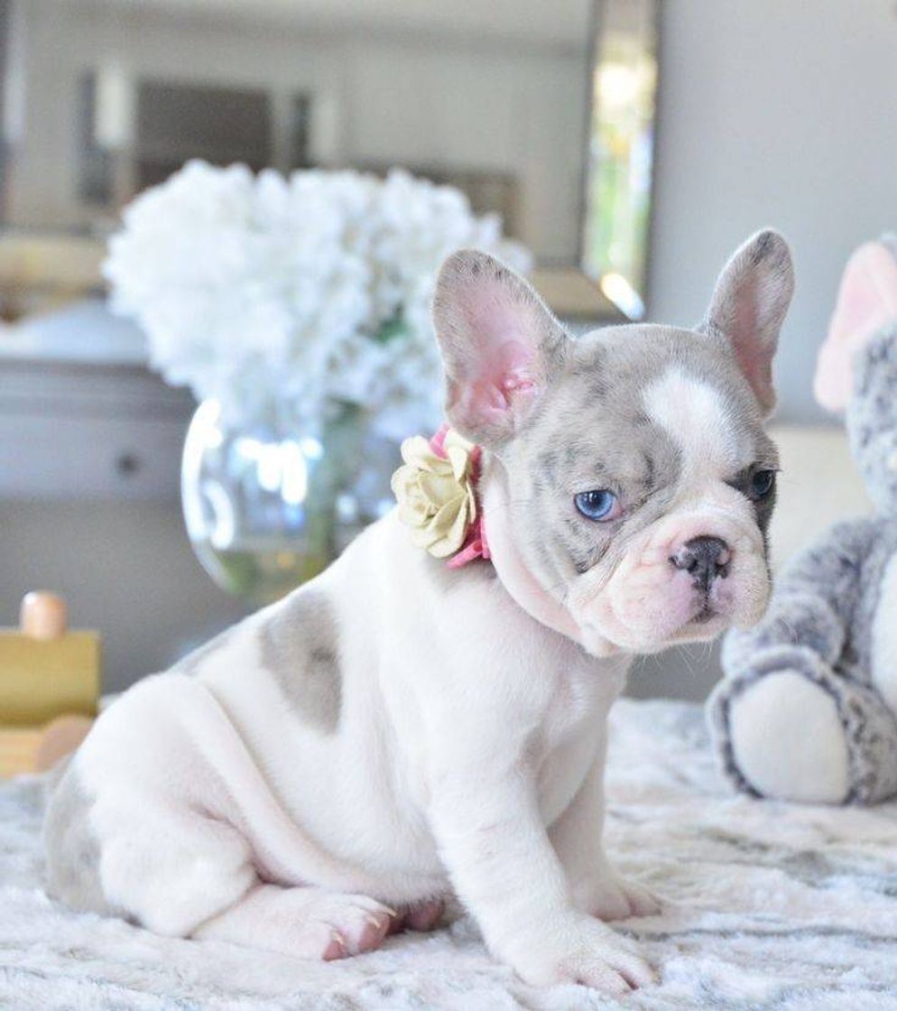 French Bulldog with Blue Eyes ❤