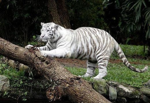 Zoológico de São Paulo