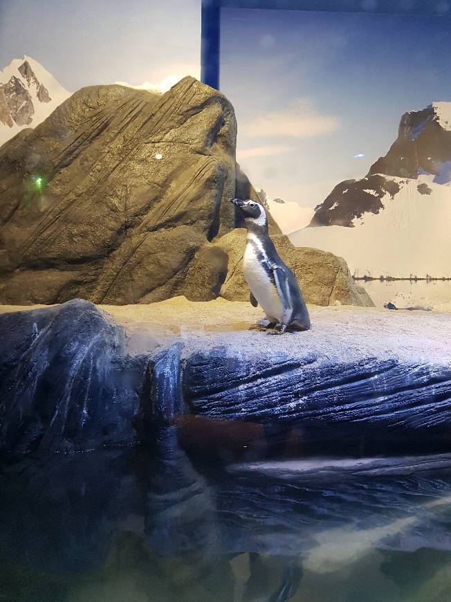 Lugar Oceanic Aquarium