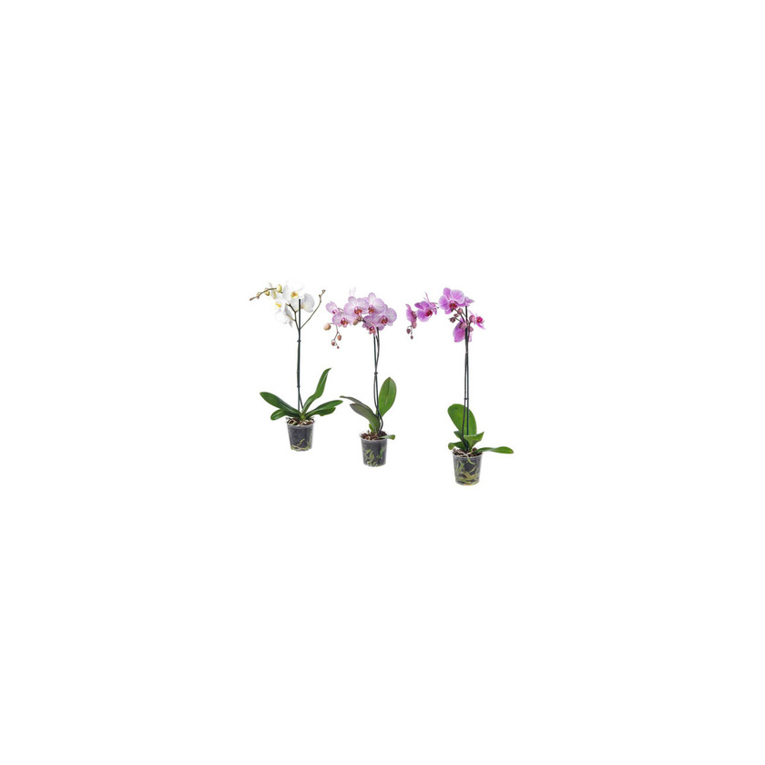 Product Phalaenopsis 