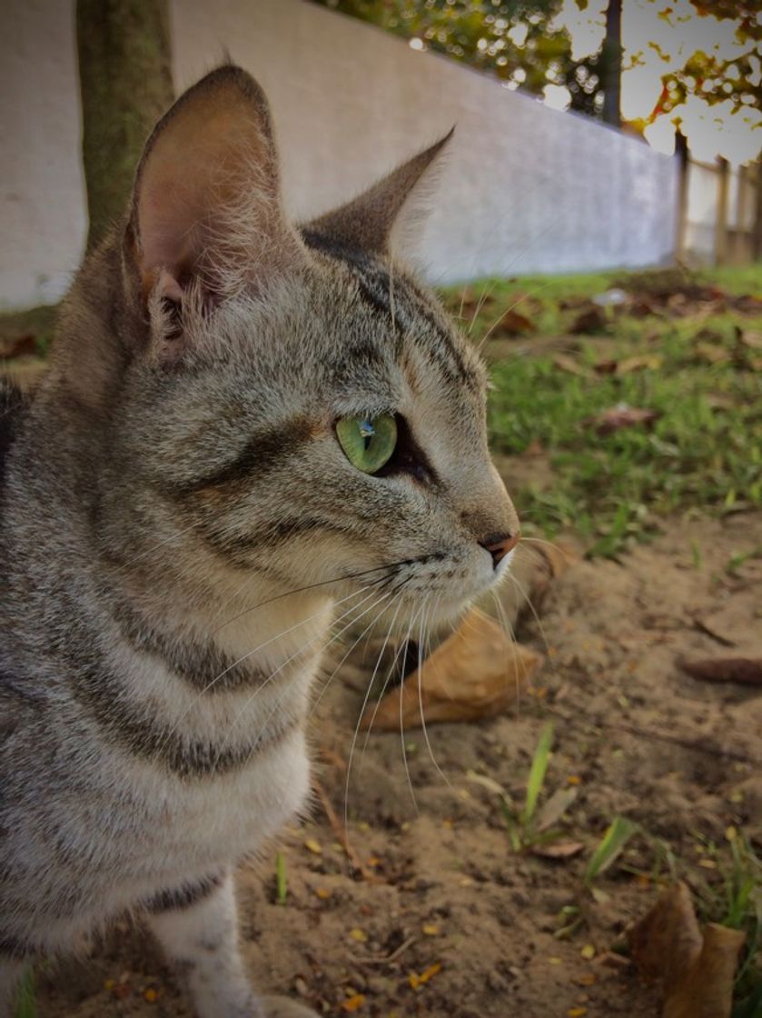 Moda Gatíneo 😻