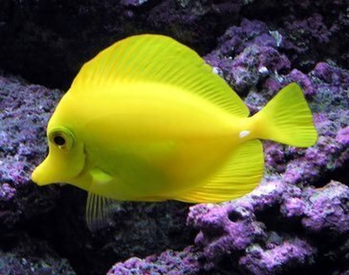 Producto Yellow Tang