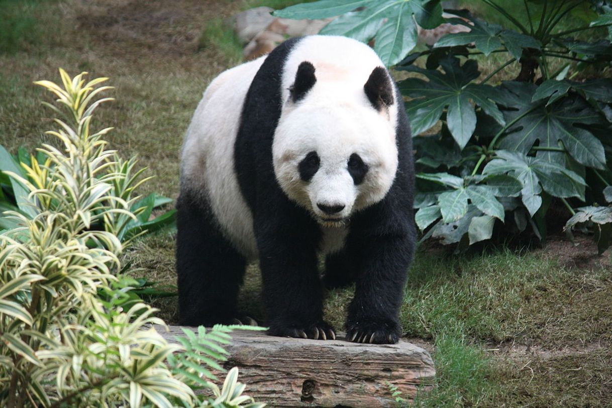 Moda Panda-gigante – Wikipédia, a enciclopédia livre