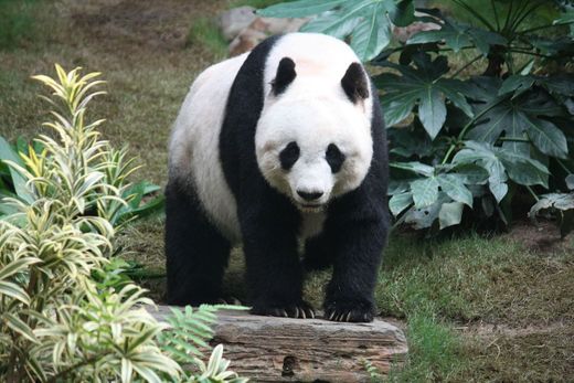 Panda-gigante – Wikipédia, a enciclopédia livre