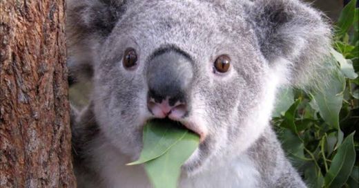 Koala