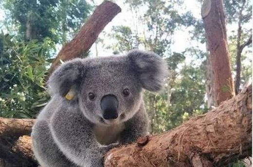 Koalinha