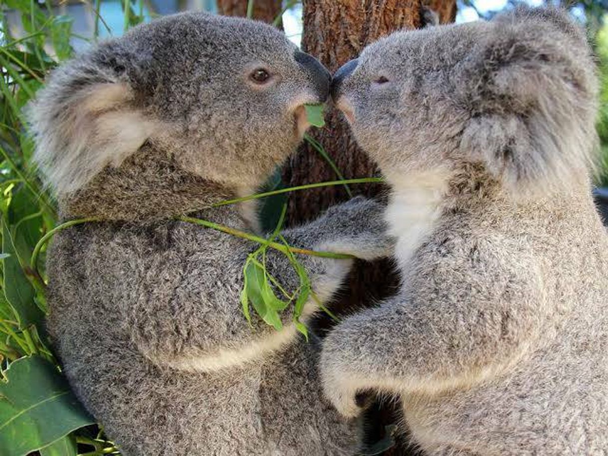 Moda Koalas