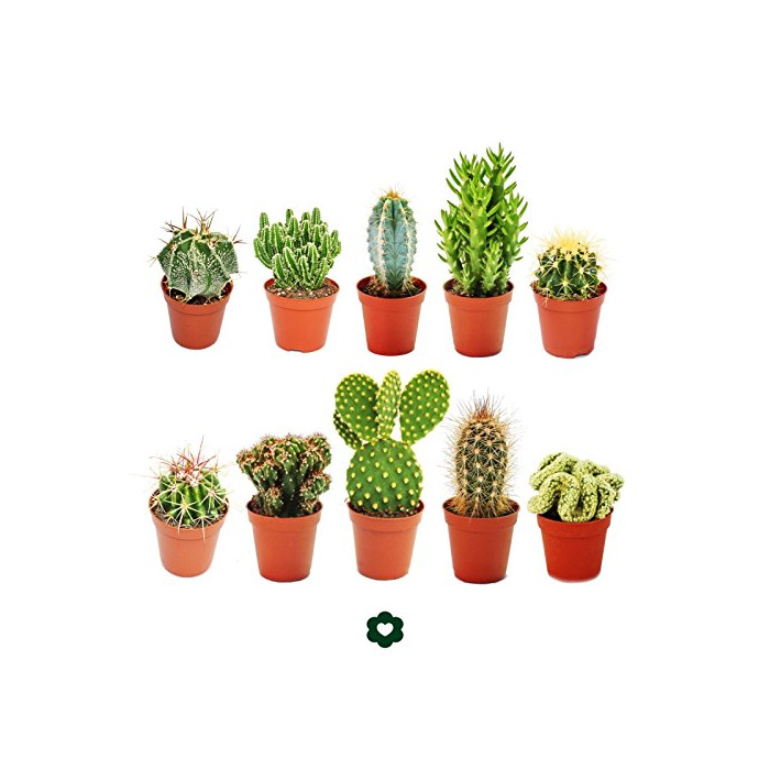 Producto Set of 10 different cactus 5