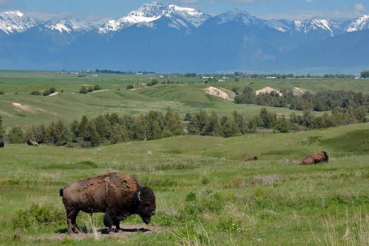 National Bison Range